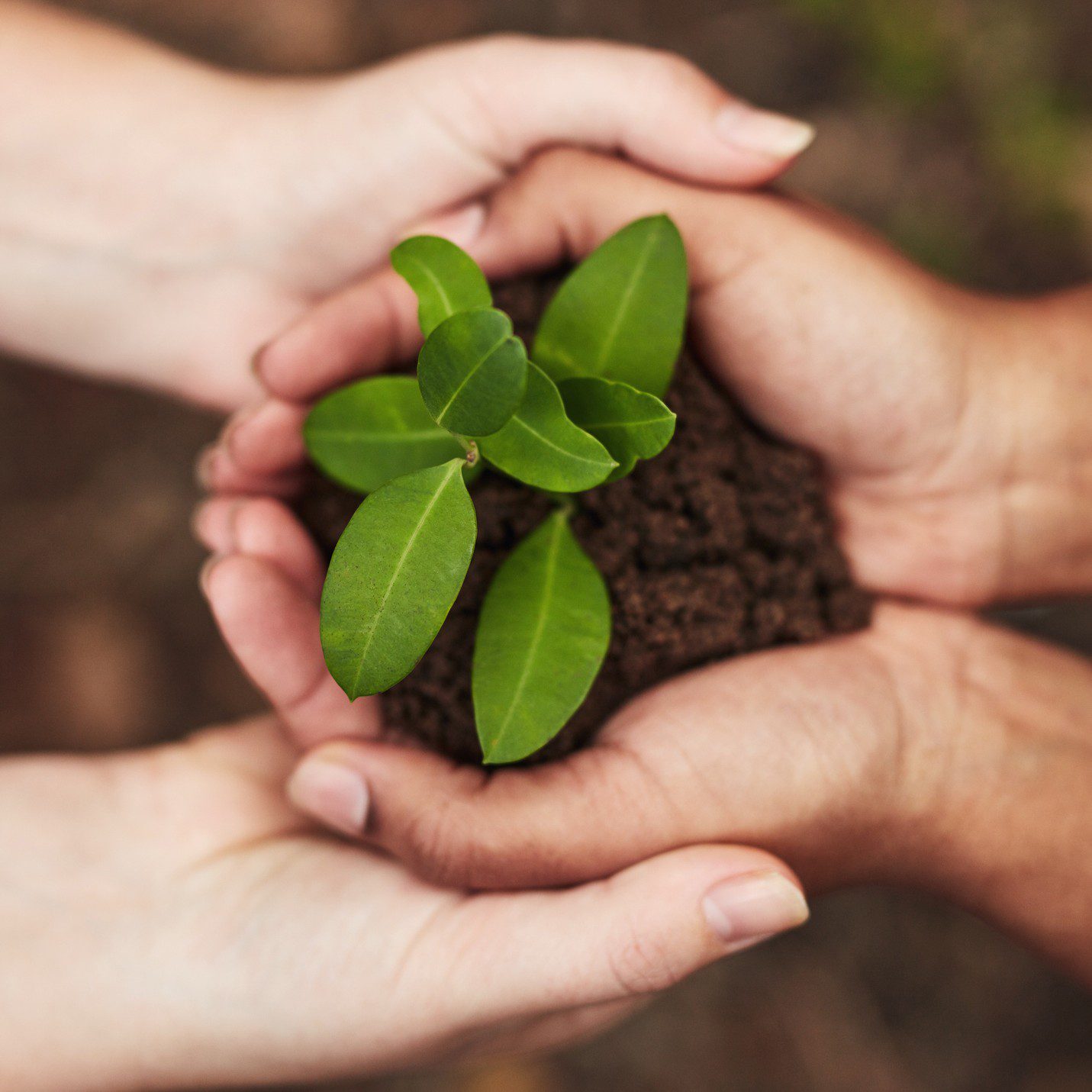 Hands holding a small plant together.