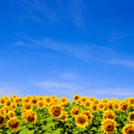 Bright sunflower field under a clear blue sky.